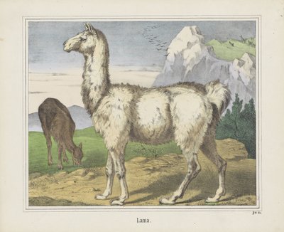 Lama von firma Joseph Scholz