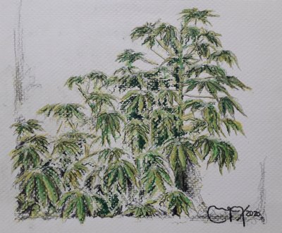 Yuca-Pflanze von miguelmendez_art.ve