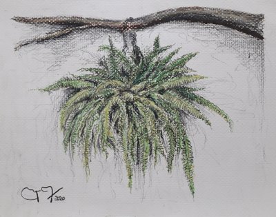 Zierpflanze - Farn von miguelmendez_art.ve