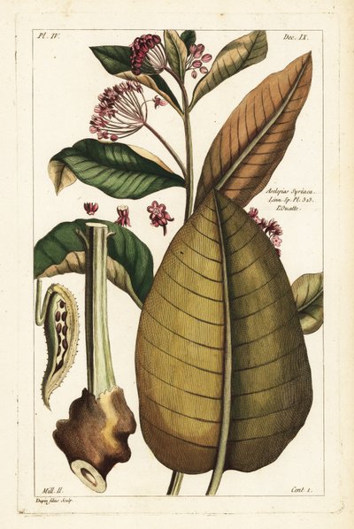Gewöhnliche Seidenpflanze, Asclepias syriaca von the Younger Dupin