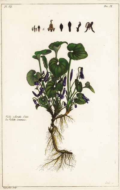 Duftveilchen, Viola odorata, Linn von the Younger Dupin