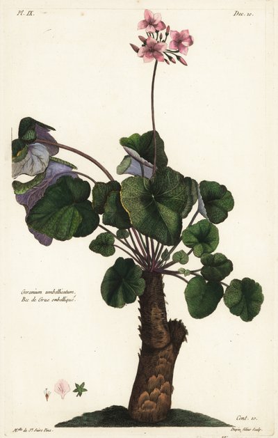 Unbestimmte Art von Geranium, Geranium umbellicatum von the Younger Dupin