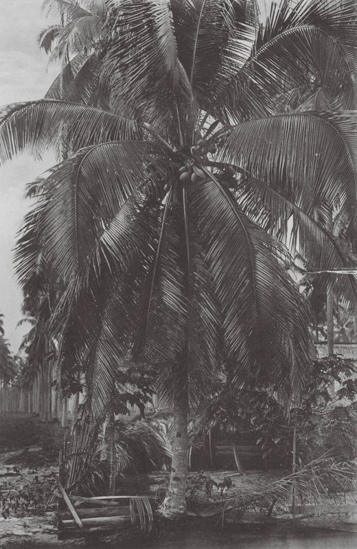 Singapur: Kokosnussbaum von (after) English photographer