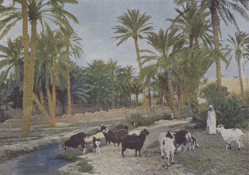 Oase in Algerien von (after) French Photographer