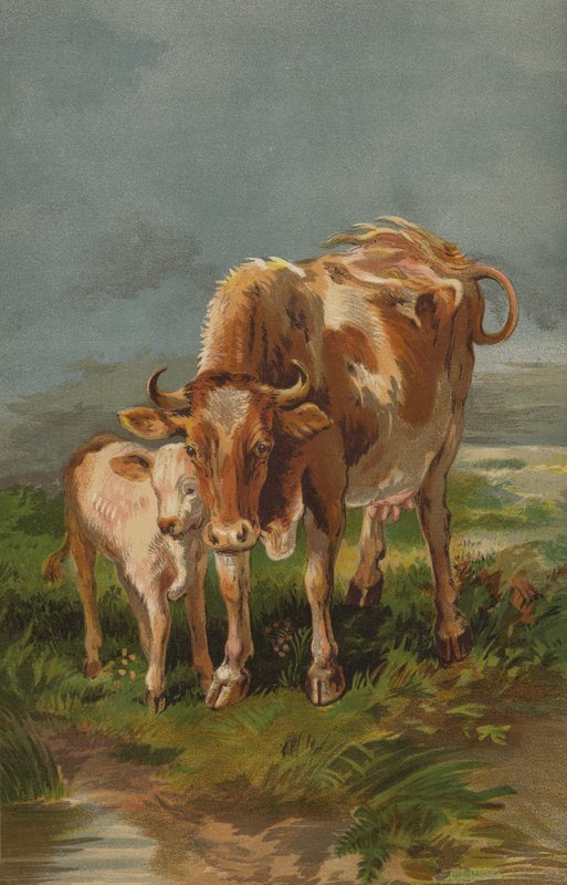 Alderney Kuh und Kalb von English School