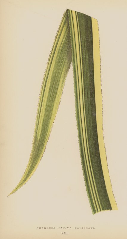 Ananassa Sativa Variegata von English School