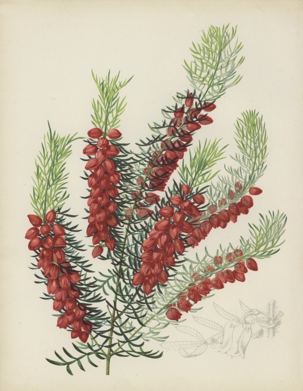 Boronia Elatior von English School