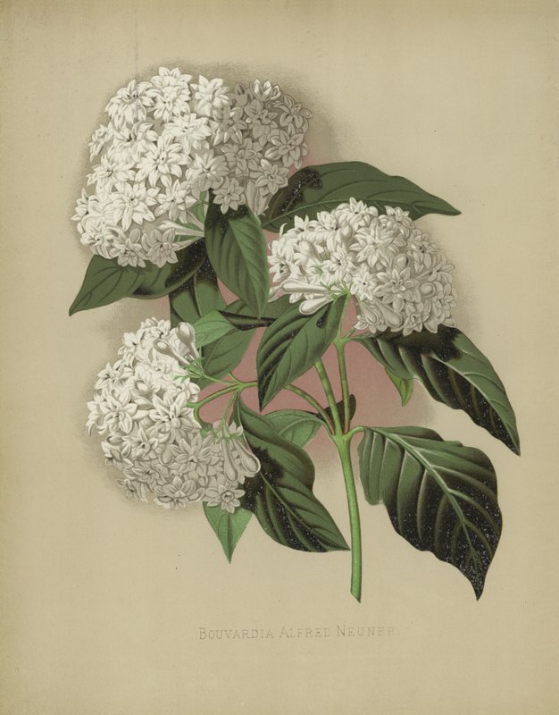 Bouvardia Alfred Neuner von English School