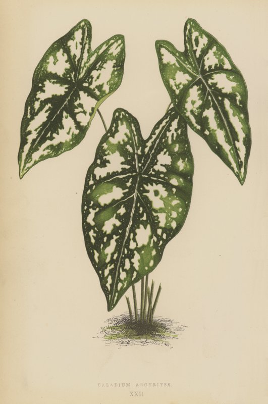 Caladium Argyrites von English School