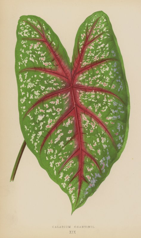 Caladium Chantinii von English School