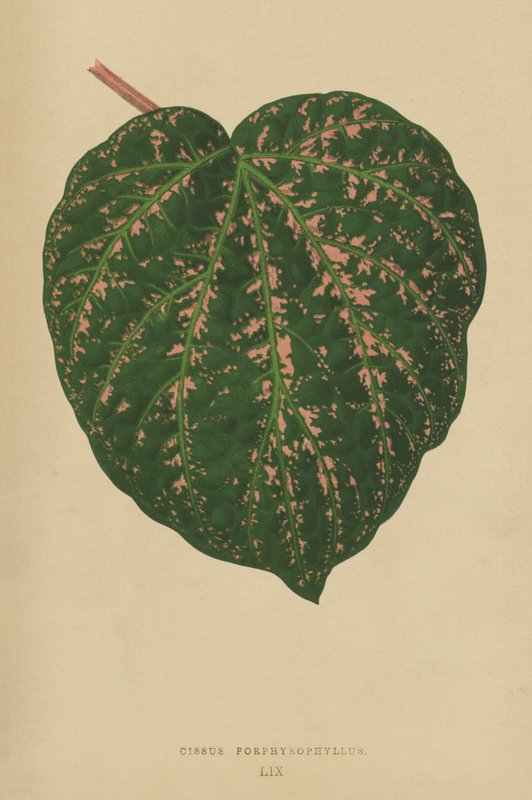 Cissus Porphyrophyllus von English School