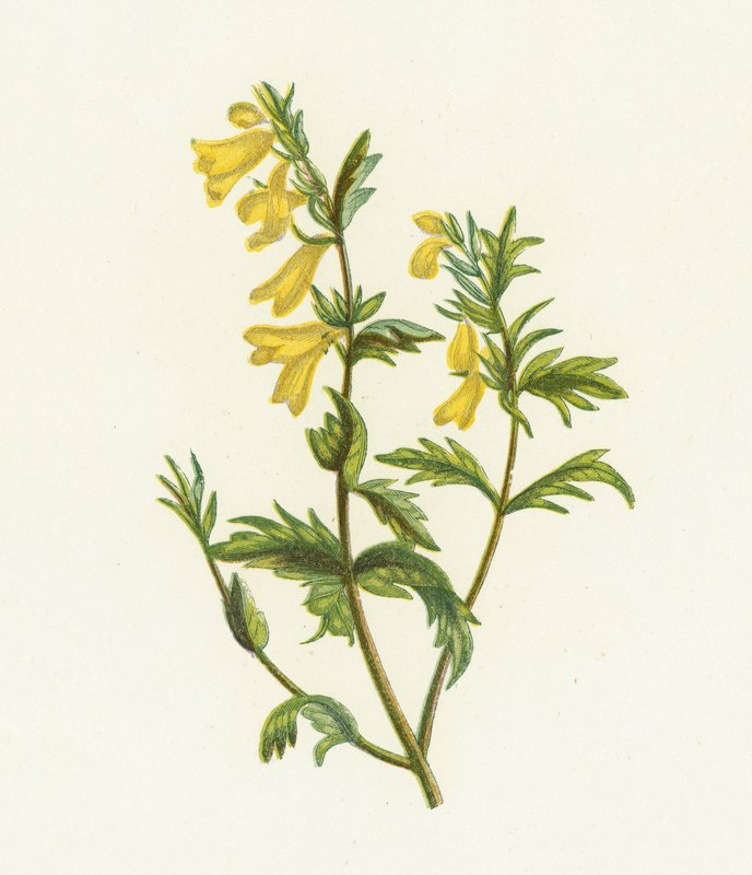 Wiesen-Wachtelweizen, Melampyrum Pratense von English School