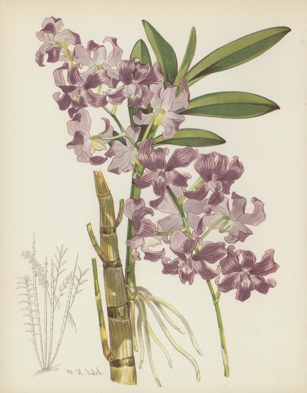 Dendrobium Superbiens von English School