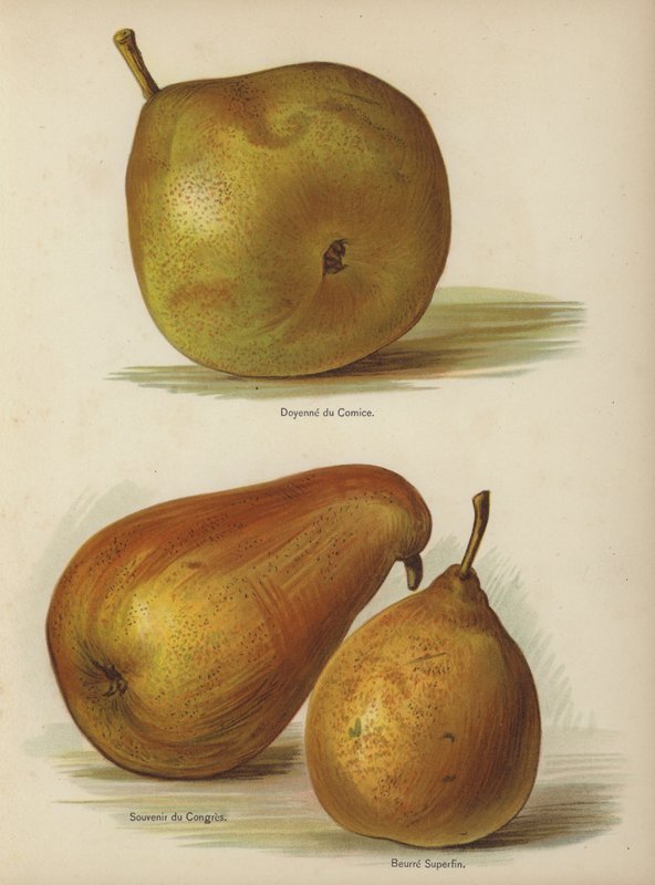 Doyenne du Comice, Souvenir du Congres, Beurre Superfin von English School