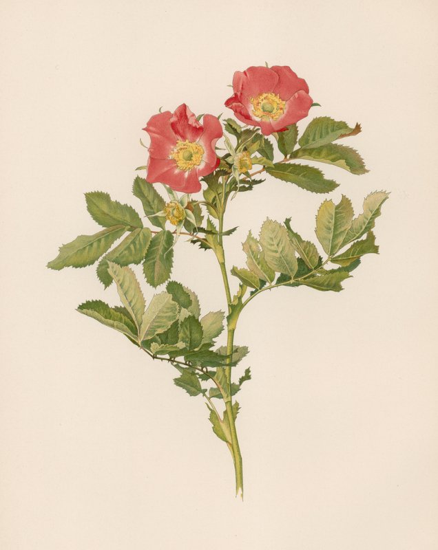Englische Rose von English School