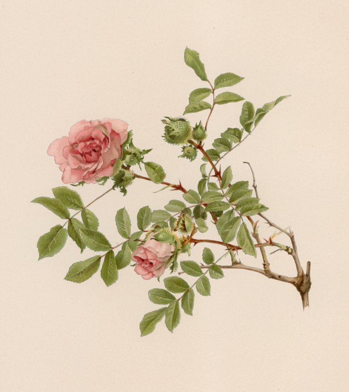 Englische Rose von English School