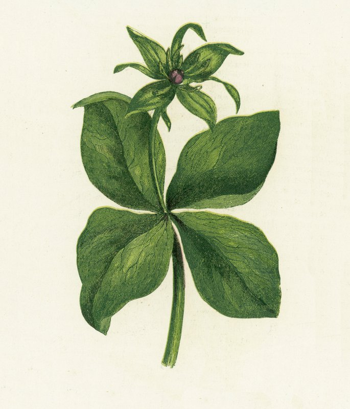 Vierblättrige Einbeere, Paris Quadrifolia von English School