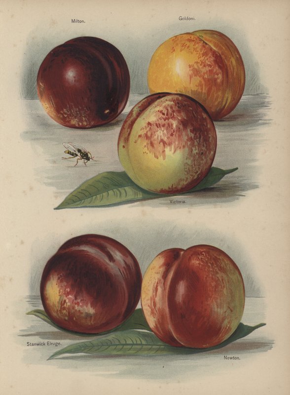 Milton, Goldoni, Victoria, Stanwick Elruge, Newton von English School