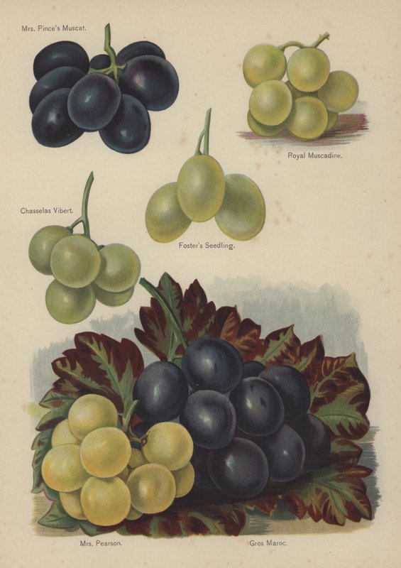 Mrs. Pinces Muskat, Royal Muscadine, Chasselas Vibert, Fosters Sämling, Mrs. Pearson, Gros Maroc von English School
