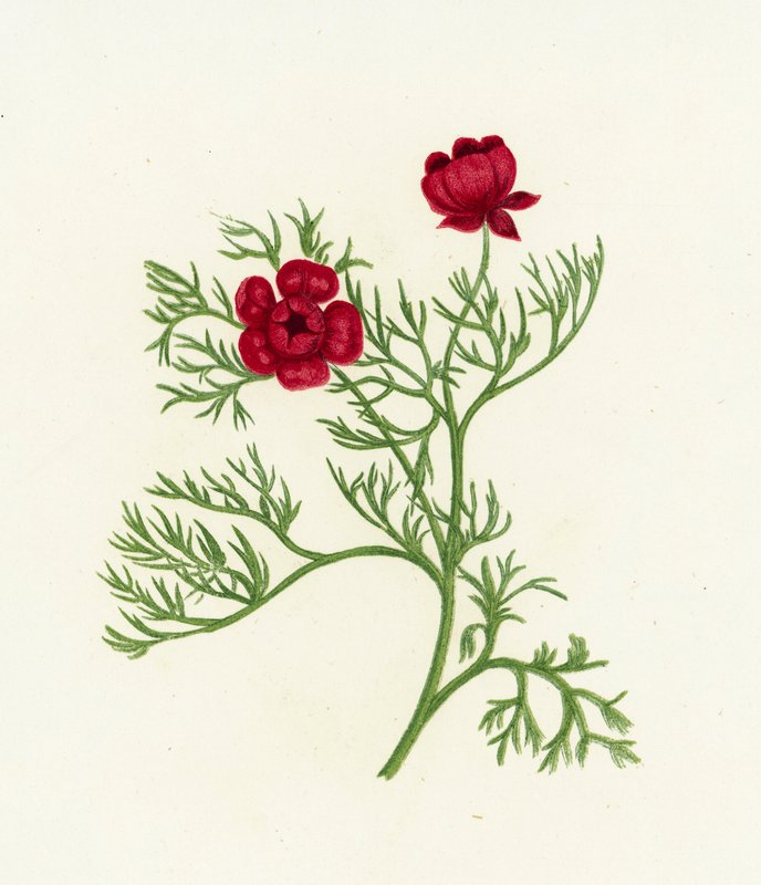 Adonisröschen, Adonis Autumnalis von English School