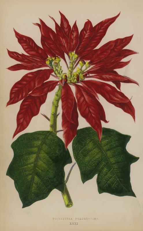 Poinsettia Pulcherrima von English School