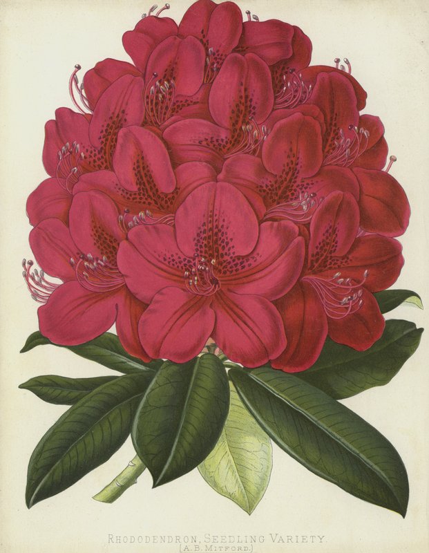 Rhododendron, Sämlingsvarietät, A B Mitford von English School