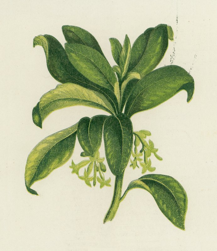 Seidelbast, Daphne Laureola von English School