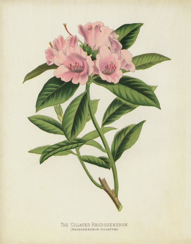 Das Bewimperte Rhododendron, Rhododendron Ciliatum von English School