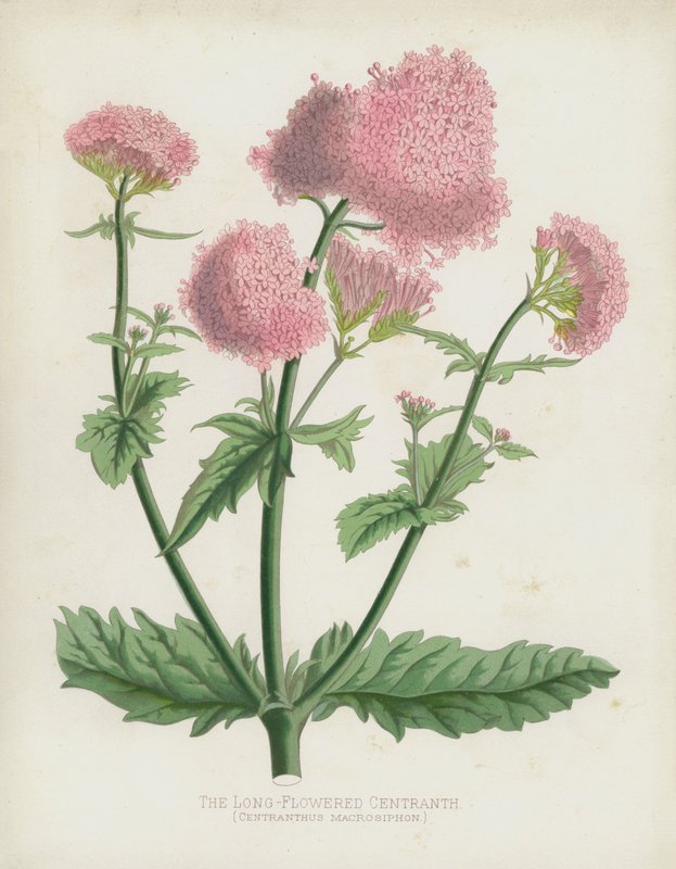 Der Langblütige Centranth, Centranthus Macrosiphon von English School