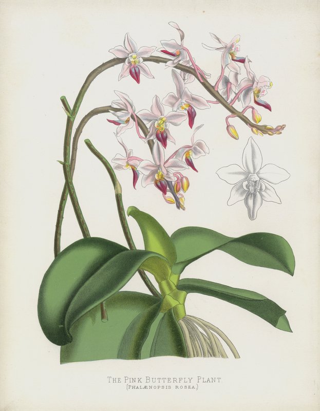 Die Rosa Schmetterlingspflanze, Phalaenopsis Rosea von English School