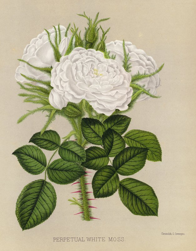Der Rosengarten: Immerweiße Moosrose von English School