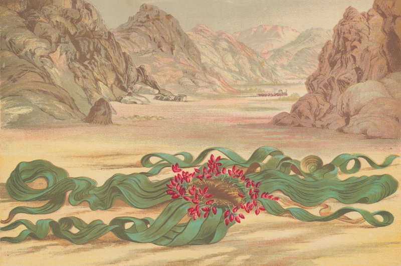 Welwitschia mirabilis, Pflanze aus Südwestafrika von English School
