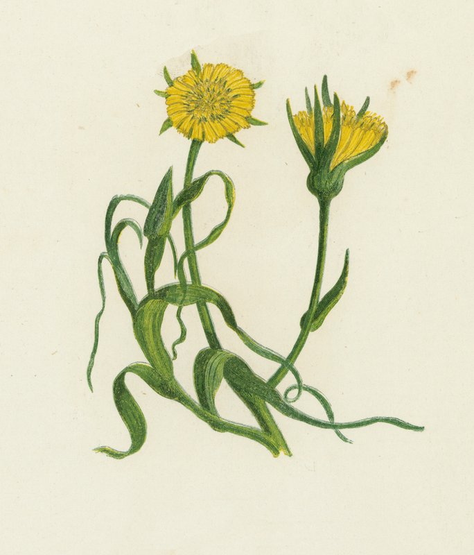 Wiesen-Bocksbart, Tragopogon Pratensis von English School