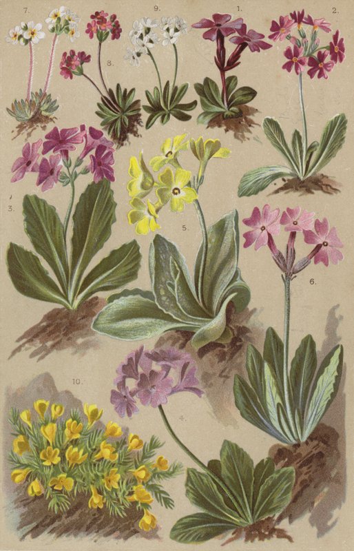Alpine Flora von European School