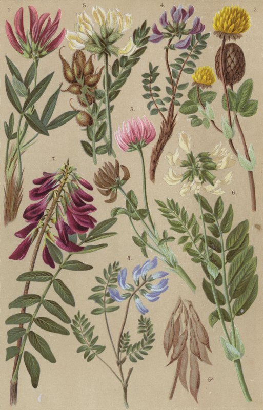 Alpine Flora von European School