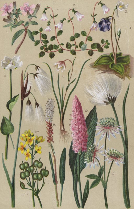 Alpine Flora von European School