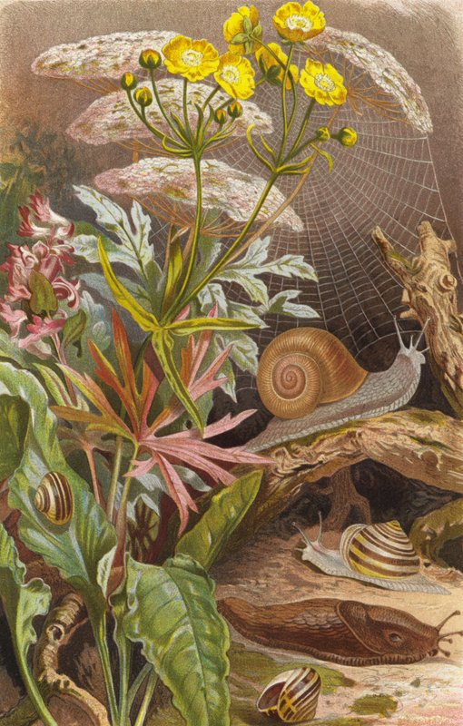 Landschnecken von European School