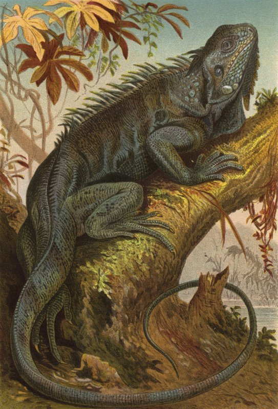 Leguan von European School