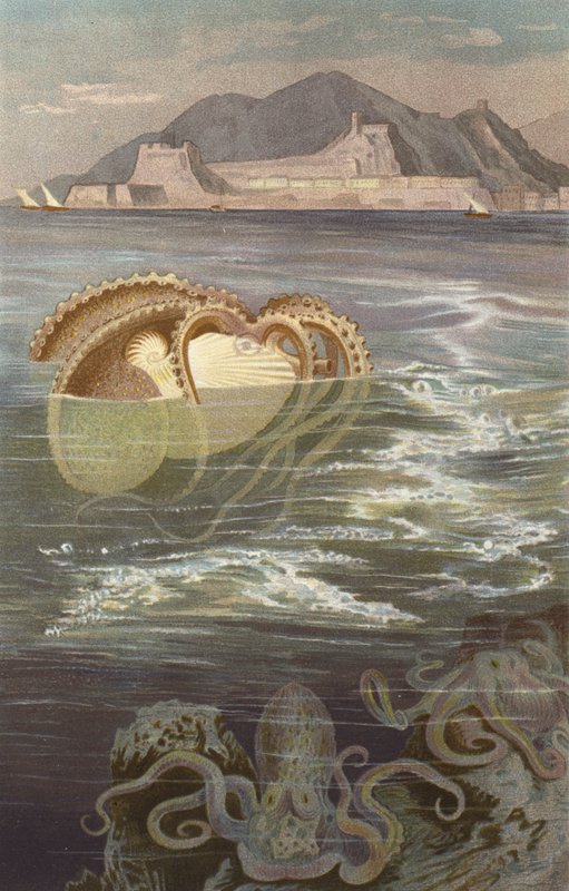 Papier-Nautilus von European School