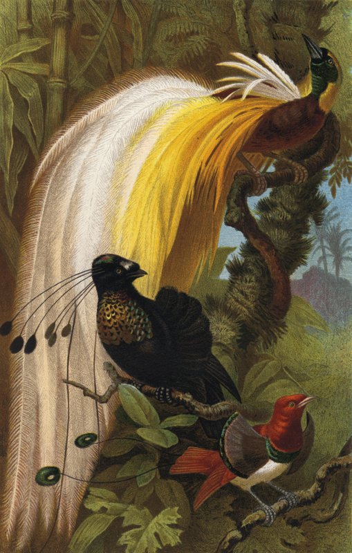 Paradiesvogel von European School