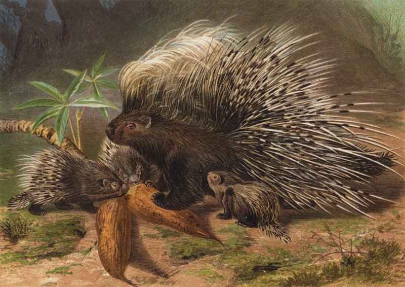 Stachelschwein von European School