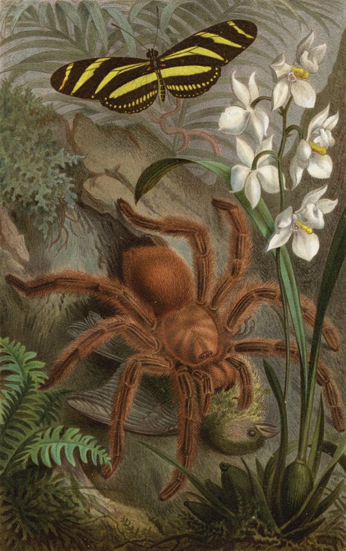 Vogelspinne von European School