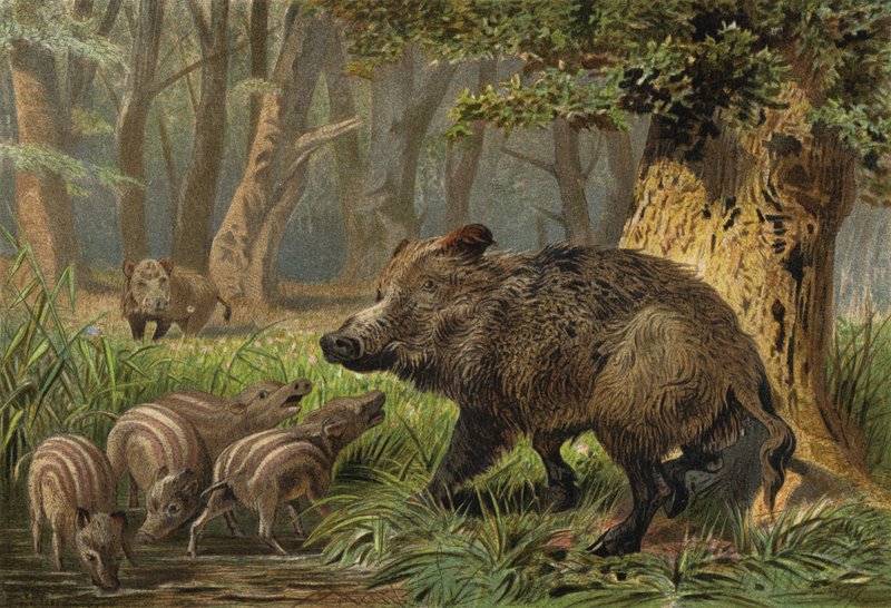 Wildschwein von European School