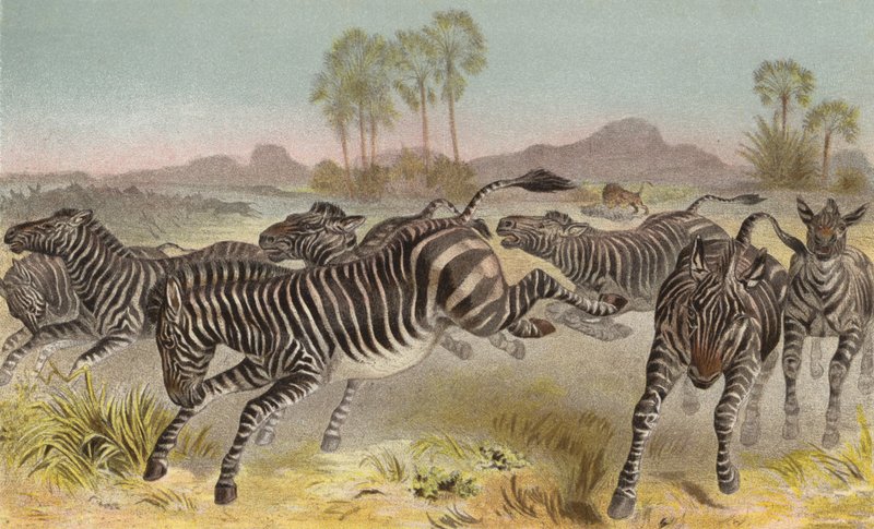 Zebra von European School
