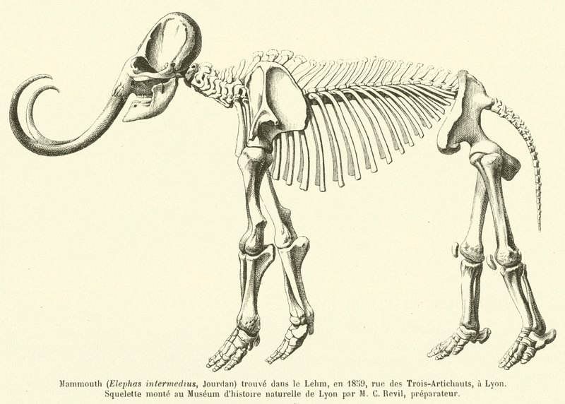 Mammut (Elephas intermedius, Jourdan) gefunden im Lehm, 1859, Rue des Trois-Artichauts, in Lyon von French School