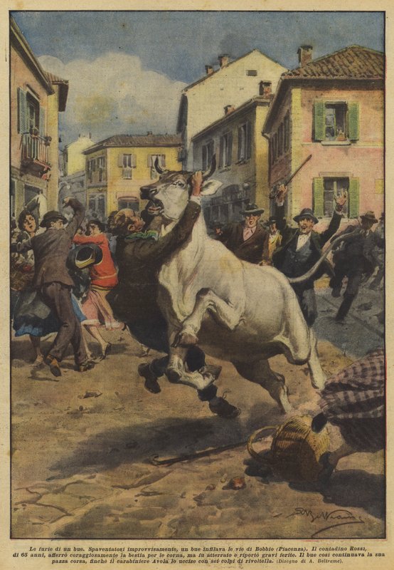 Die Wut eines Ochsen von Achille Beltrame