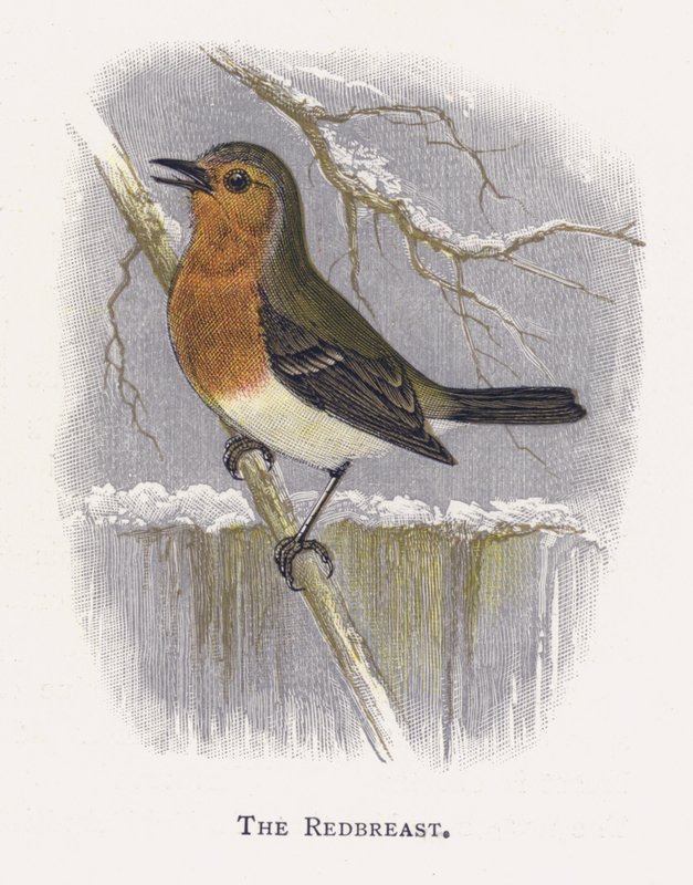 Das Rotkehlchen von Alexander Francis Lydon