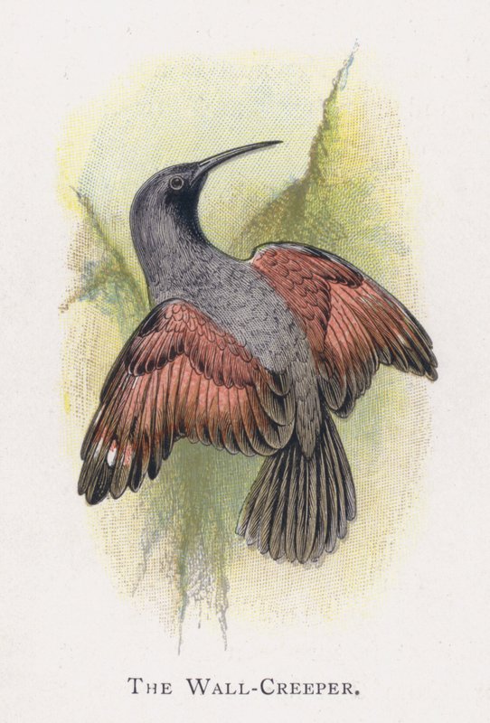 Der Mauerläufer von Alexander Francis Lydon
