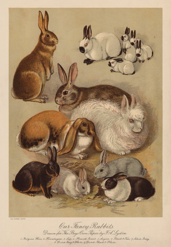 Kaninchen (Chromolithografie) von Alexander Francis (after) Lydon