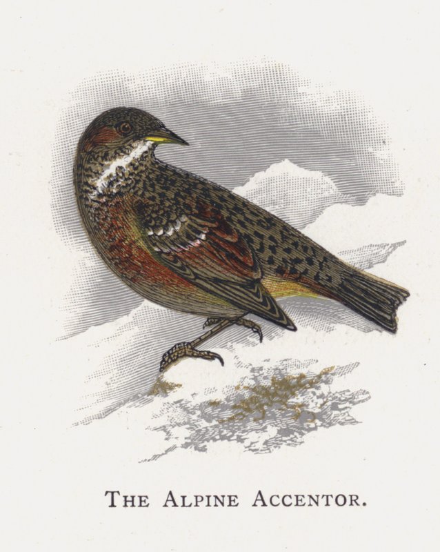 Der Alpenbraunelle von Alexander Francis Lydon
